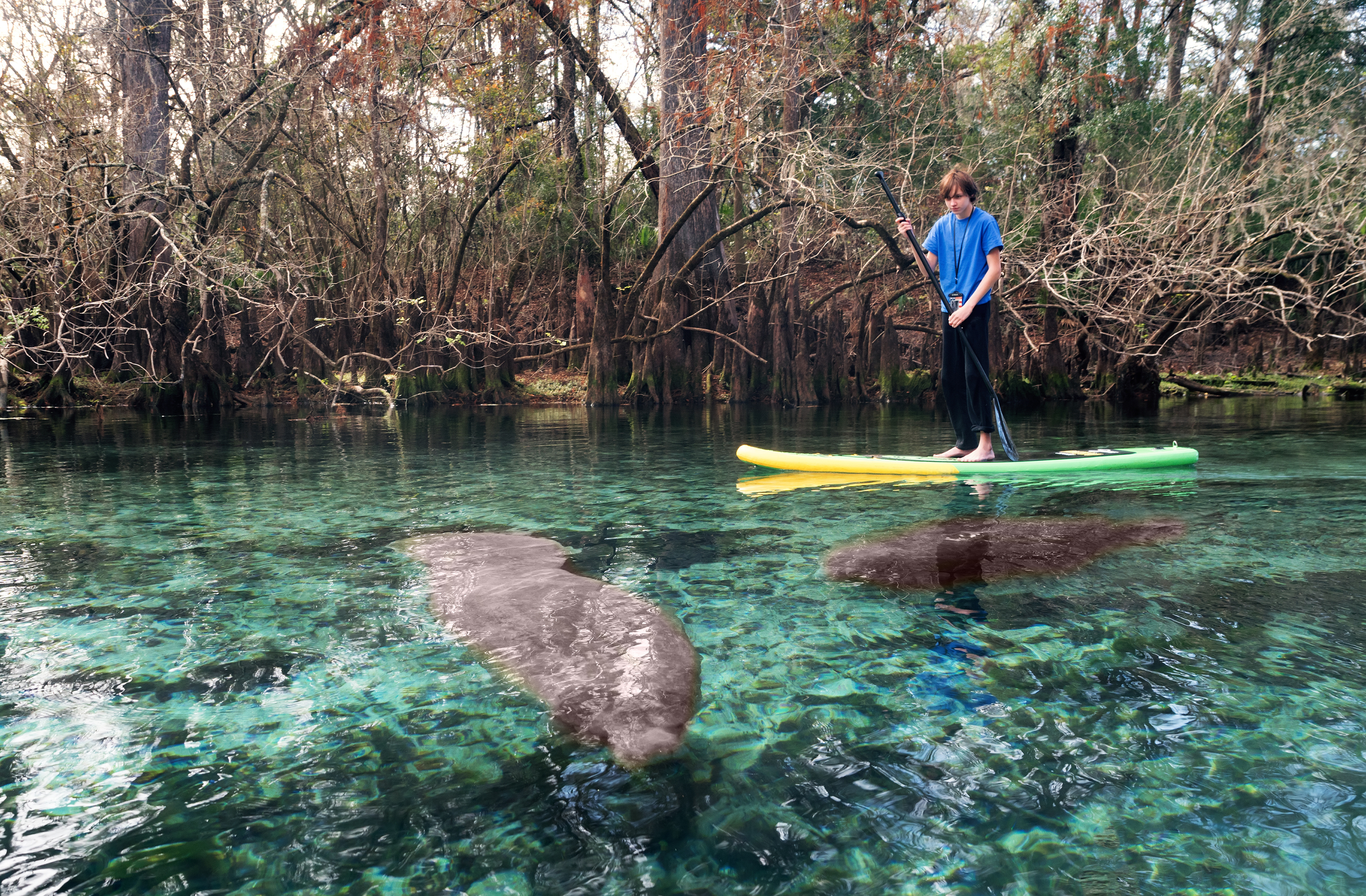 A young person paddle boards by Manatee at Manatee Park in Fort Myers Florida